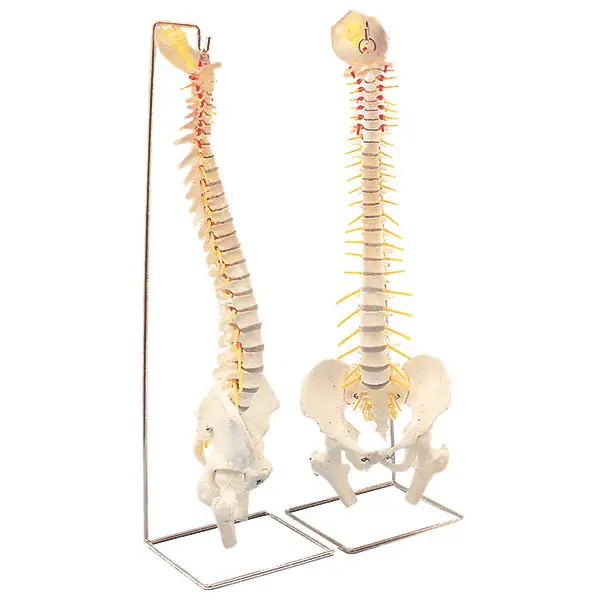Flexible spine Stand for the spine